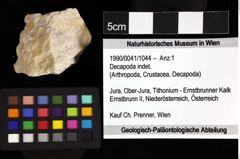 Foto (Objket + Etiketten) von Decapoda indet. 